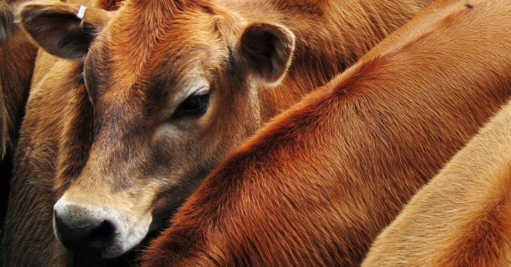 cows science GettyImages 1045511540 1024x536 - O sistema alimentar é péssimo para o clima.  Não Precisa Ser