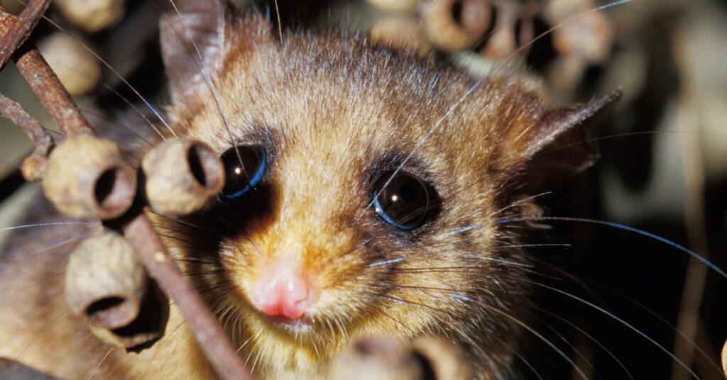 mountainpygmypossum science BCDJ6K 1024x536 - Animais fofos são superestimados.  Vamos salvar os estranhos