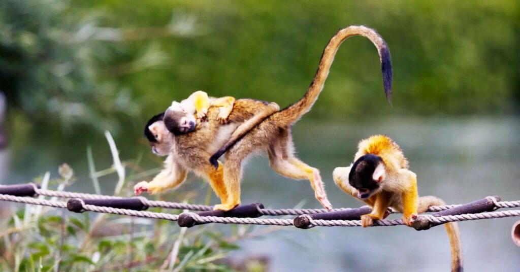 Quanta monkeys GermlineMutationRate byFrankRonsholt CopenhagenZoo Lede 1024x536 - Um novo estudo revela as características que aceleram a evolução