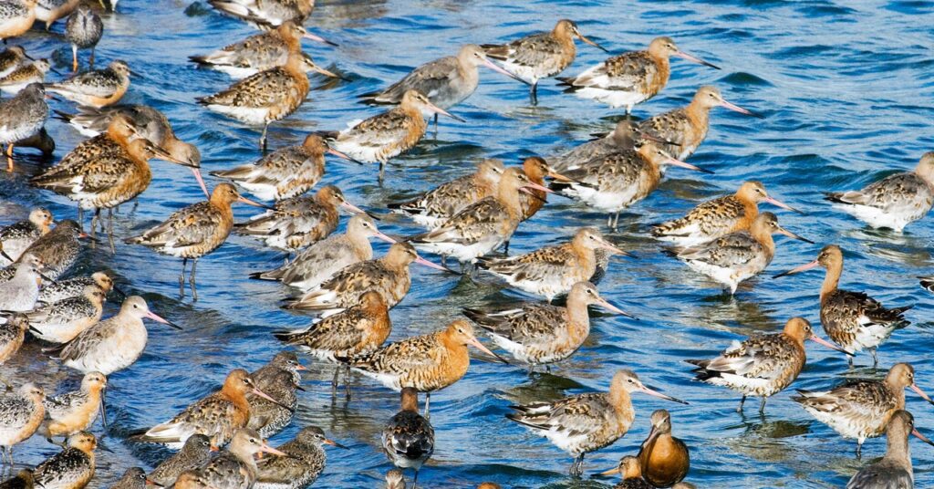 birds science GettyImages 1043690776 1024x536 - Populações de pássaros estão em colapso |  COM FIO