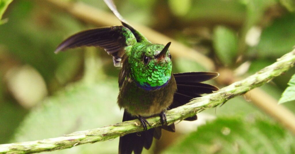 bird science lede 1 1024x536 - Why Scientists Are Bugging the Rainforest